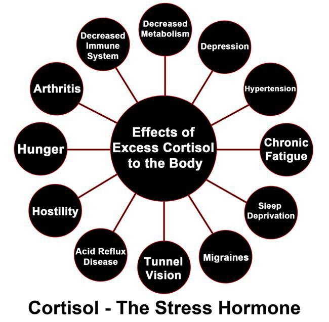 Effects of excess cortisol to the body
